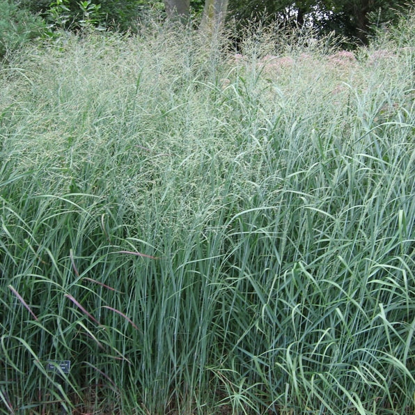 SWITCHGRASS